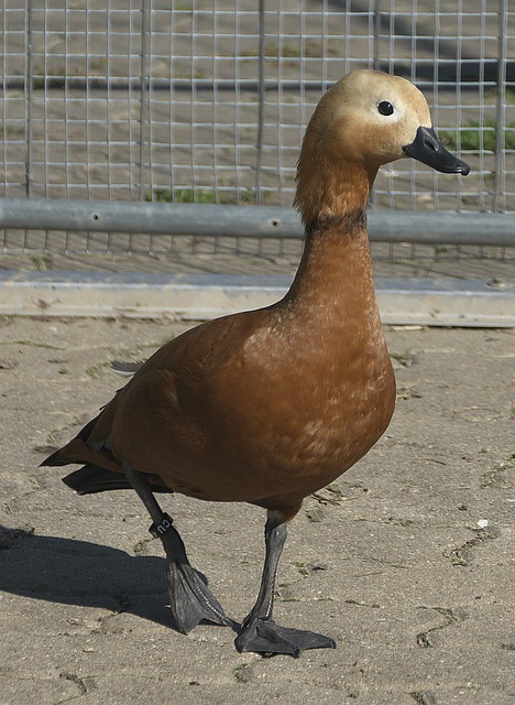 大亮点