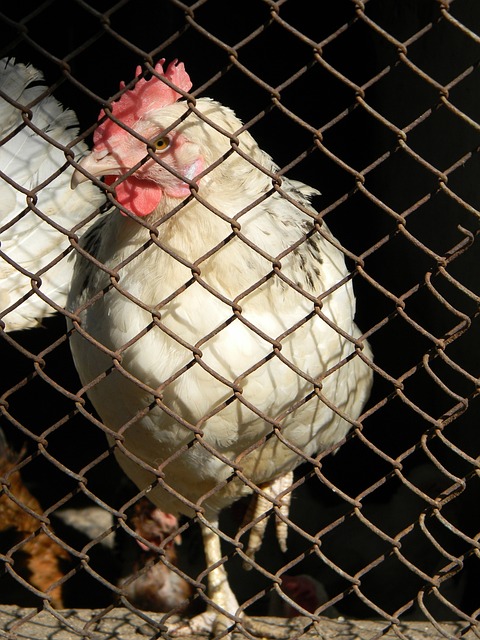 曼城在比赛 曼城在比赛